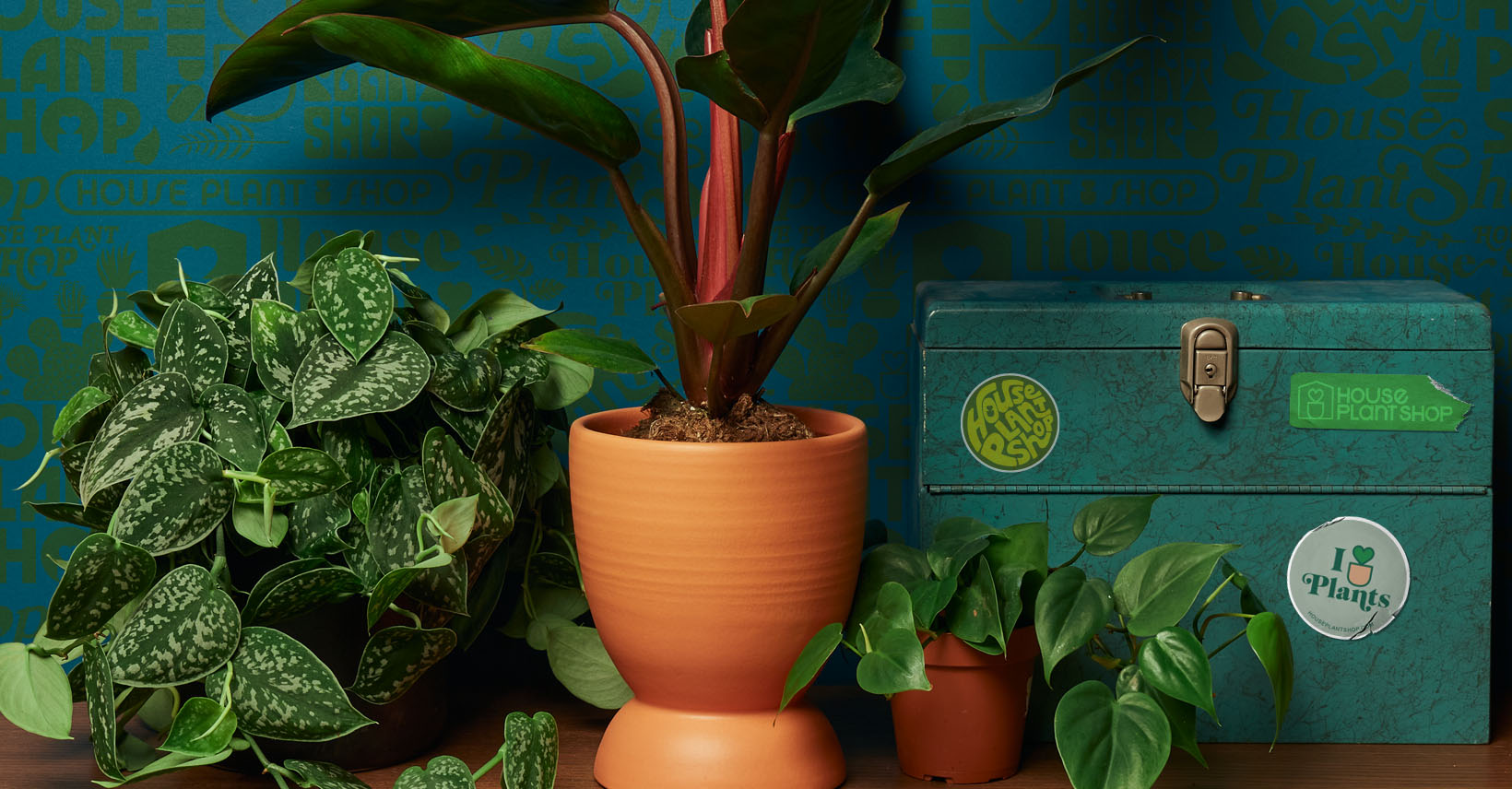 What marketplaces are best places to sell house plants online?