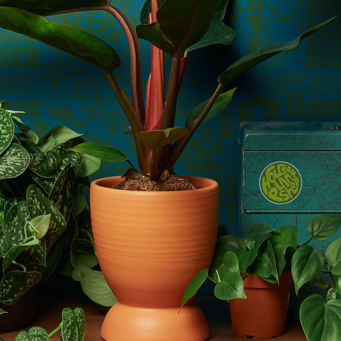 What marketplaces are best places to sell house plants online?