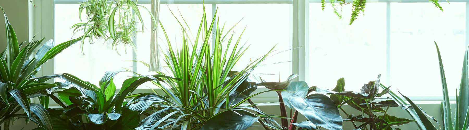 Proper Lighting and Placement in Your House for your Houseplants