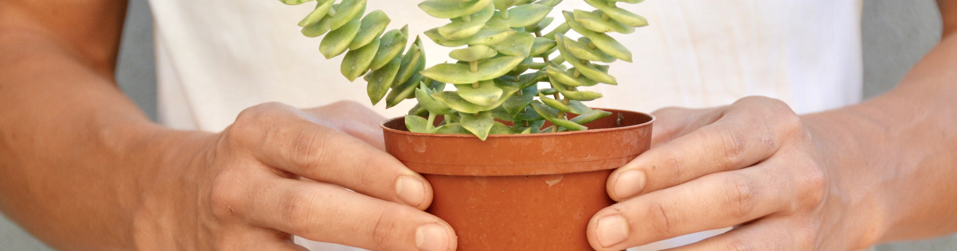 How To Repot Houseplants — House Plant Dropship