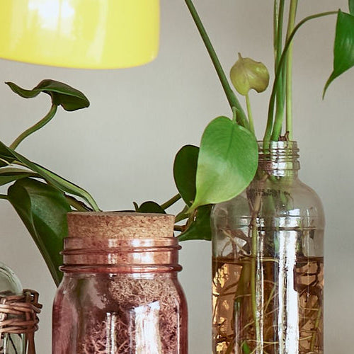 12 Houseplants for a Healthy Home.