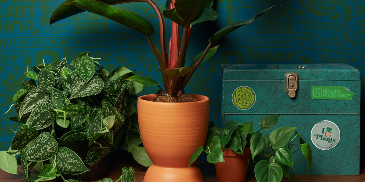 cloning split leaf philodendron Philodendron verrucosum 