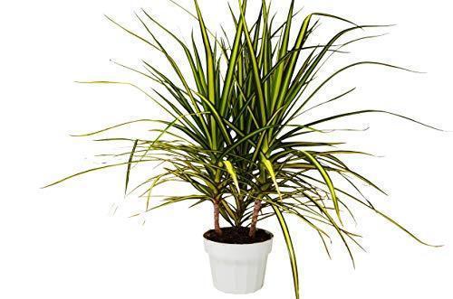 dracaena ray of sunshine Dracaena Marginata 'Sunshine'