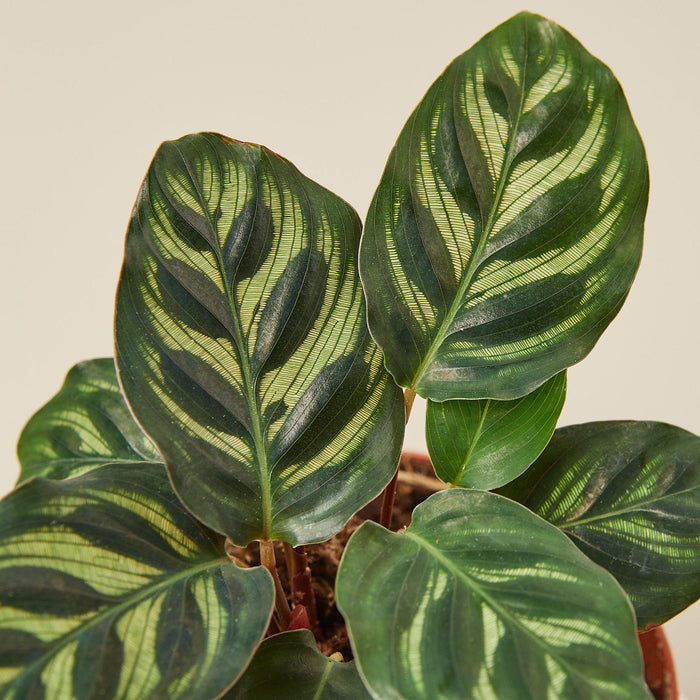 Calathea 'Makoyana' - House Plant Shop