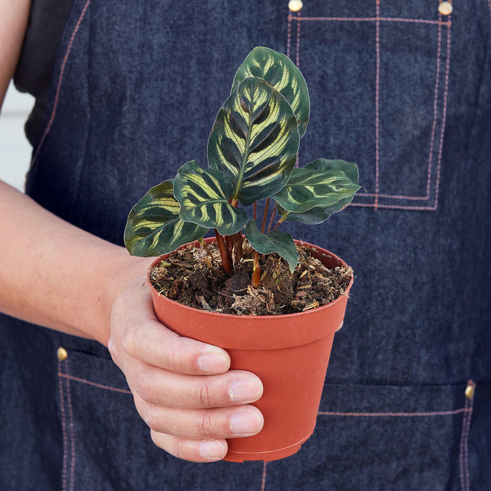 Calathea 'Makoyana' - House Plant Shop