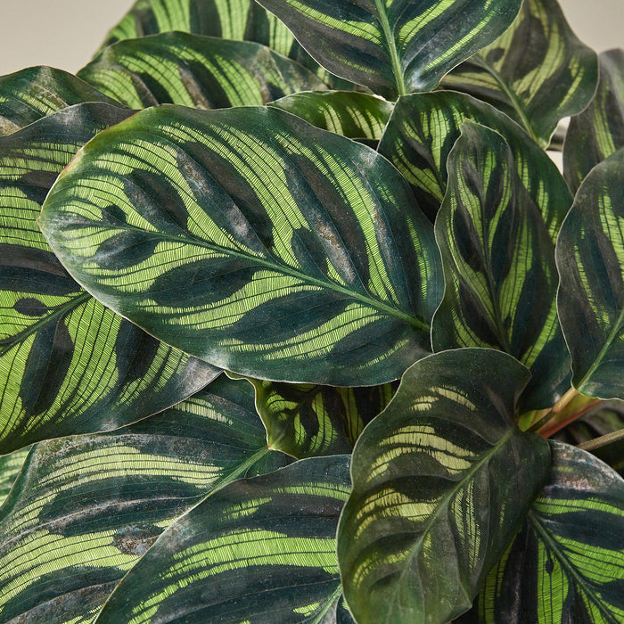 Calathea 'Makoyana' - House Plant Shop