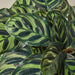 Calathea 'Makoyana' - House Plant Shop