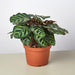 Calathea 'Makoyana' - House Plant Shop