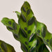 Calathea Lancifolia 'Rattlesnake' - House Plant Shop