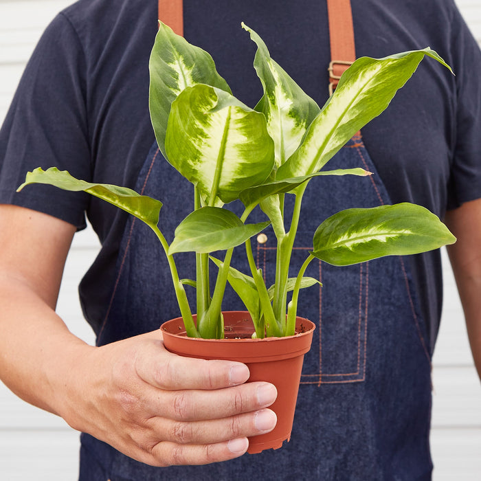 Dieffenbachia Camille 'Dumb Cane' - House Plant Shop