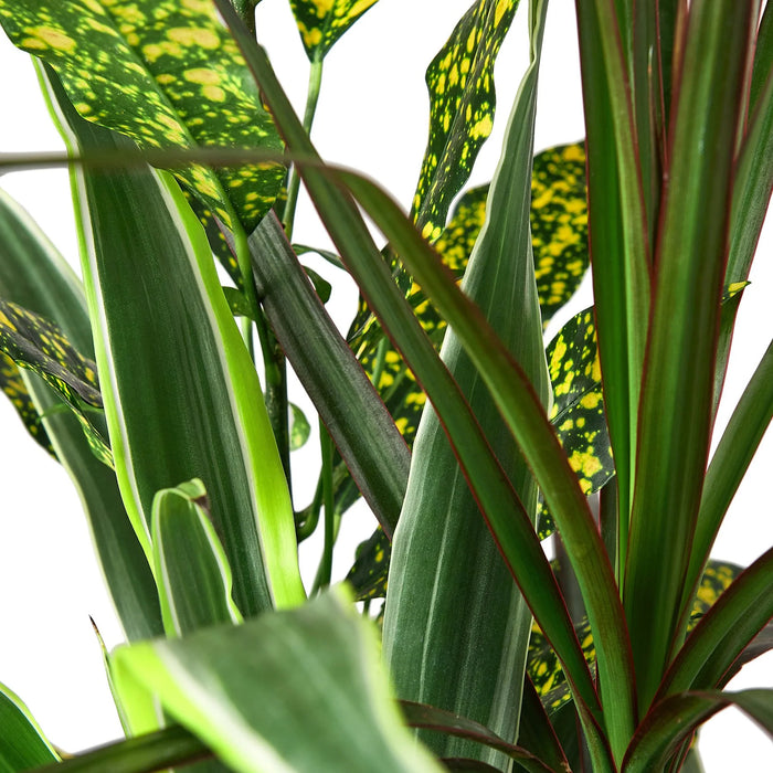 dracaena combo Dracaena 'Combo'