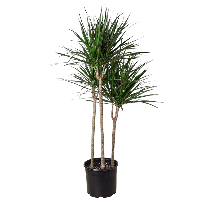 Dracaena 'Marginata Cane'