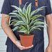 Dracaena Warneckii 'White Jewel' - House Plant Shop