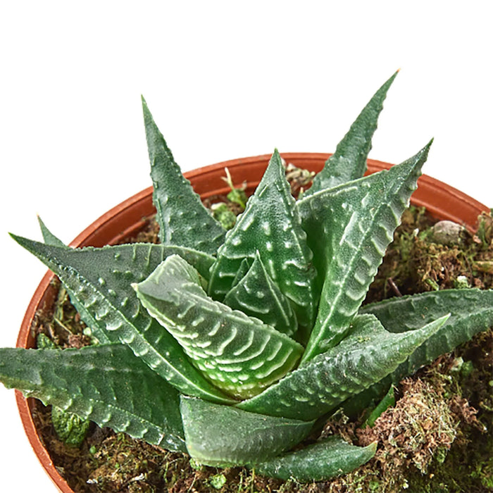fairy washboard succulent Fairy Washboard Haworthia