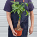 Money Tree 'Guiana Chestnut' Pachira Braid - House Plant Shop
