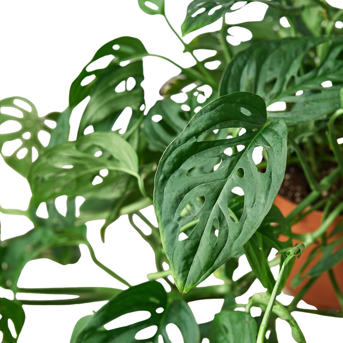 Monstera Adansonii 'Swiss Cheese'