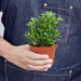 Nemetanthus Candy Corn Plant 'Brazilian Firecracker' - House Plant Shop