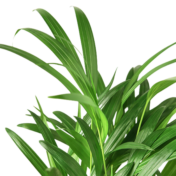 areca palm region Areca Palm