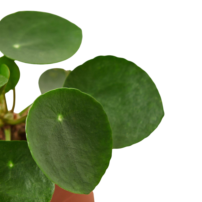 Pilea Peperomioides 'Chinese Money'