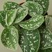 Pothos 'Satin' - House Plant Shop
