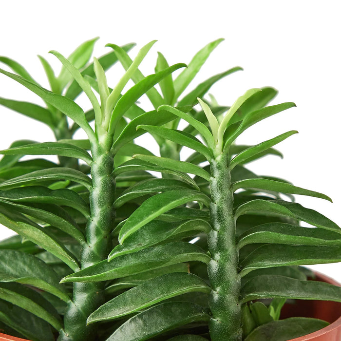 devils backbone succulent Devil's Backbone Euphorbia