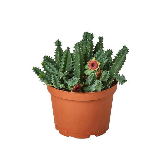 Lifesaver Cactus