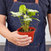Syngonium 'White Butterfly' - House Plant Shop
