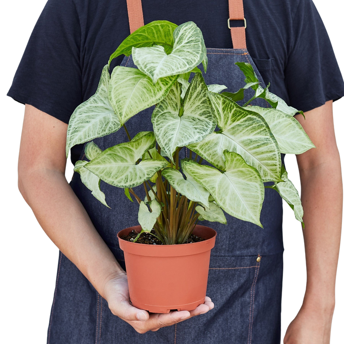 Syngonium 'White Butterfly'