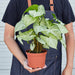 Syngonium 'White Butterfly' - House Plant Shop
