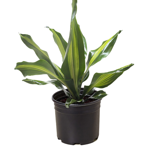 vigoro dracaena golden heart Dracaena Golden Heart — House Plant Dropship