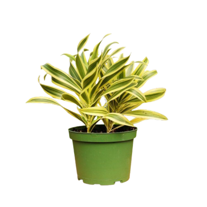 1 Mystery Plant Monthly Subscription Box