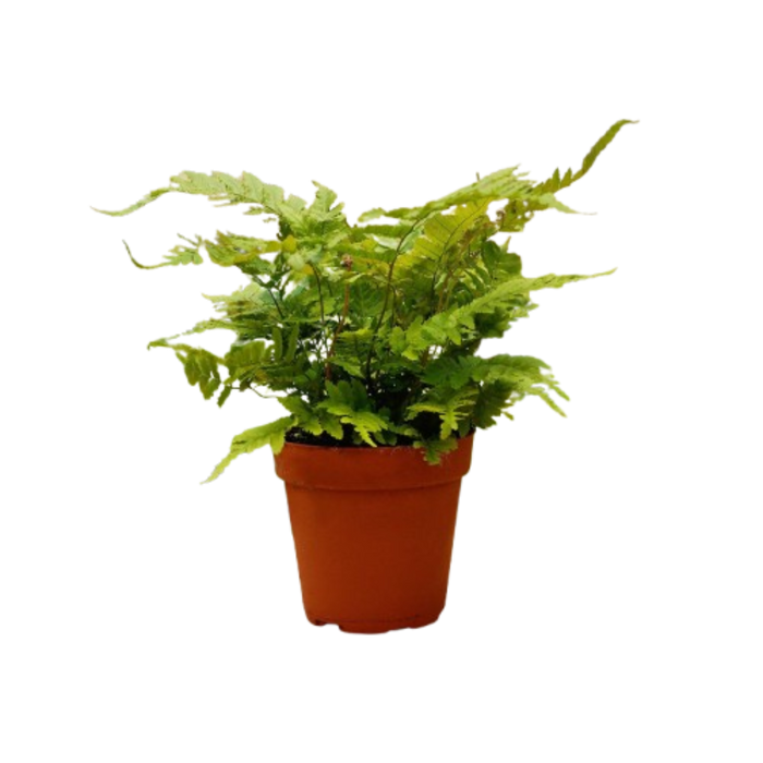 1 Pet Friendly Monthly Subscription Box