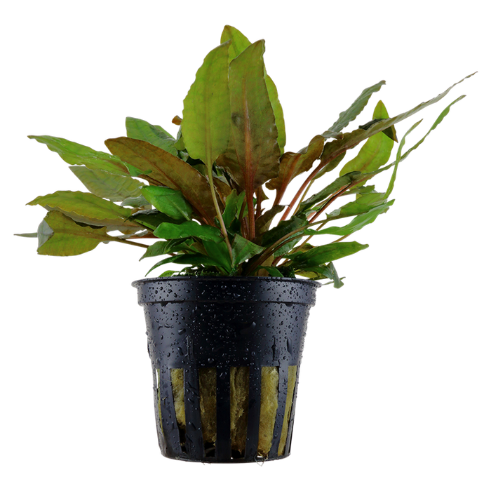 Cryptocoryne 'Tropica'