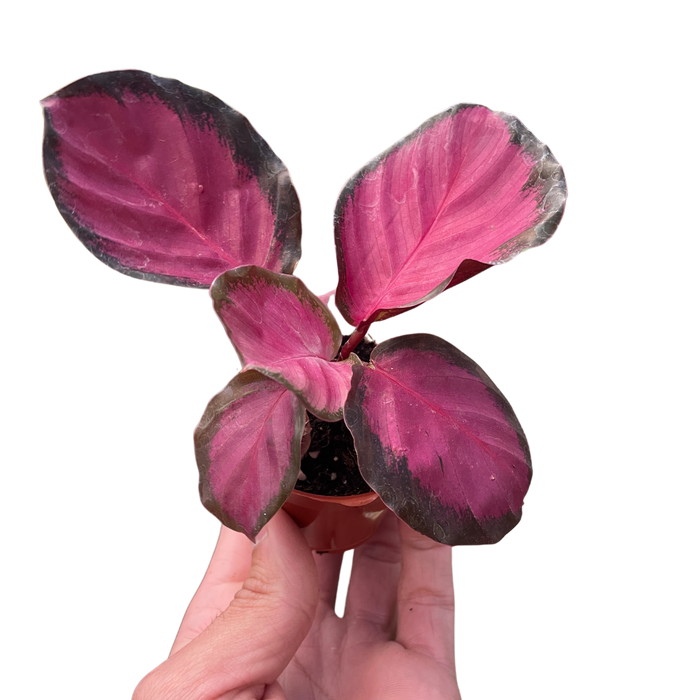 Calathea 'Purple Rose'