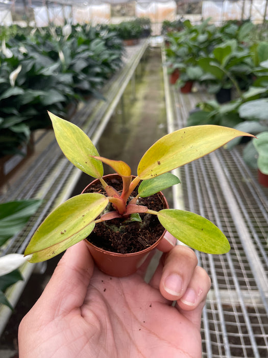 Philodendron 'Orange Marmalade'