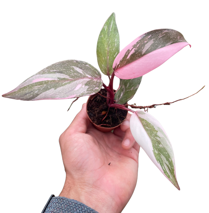Philodendron 'Marble Pink Princess'