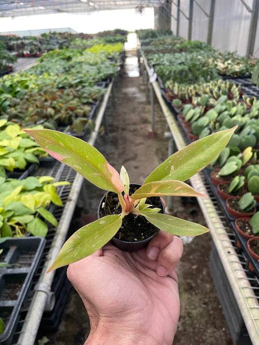 Philodendron 'Variegated Ring of Fire '