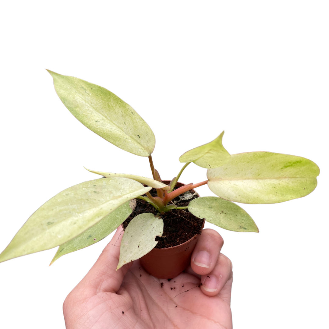 philodendron snowdrift rare Philodendron 'Snowdrift'