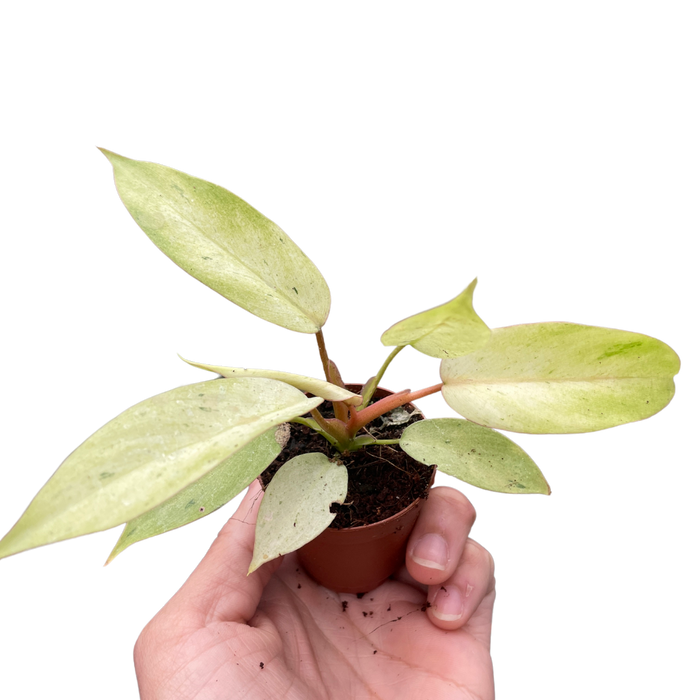 philodendron temperature Philodendron 'Snowdrift'