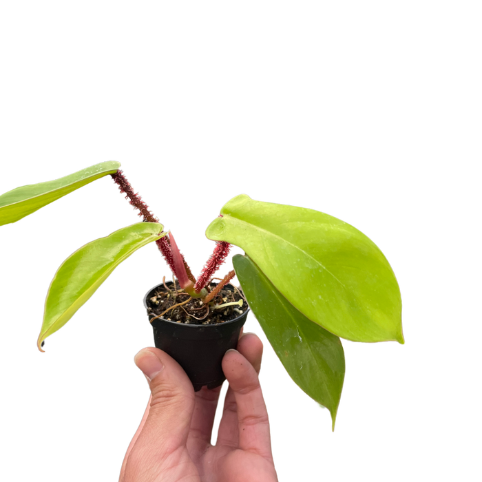 philodendron squamiferum other name Philodendron 'Squamiferum' | Indoor Plant | Tropical Plant | Potted Plant