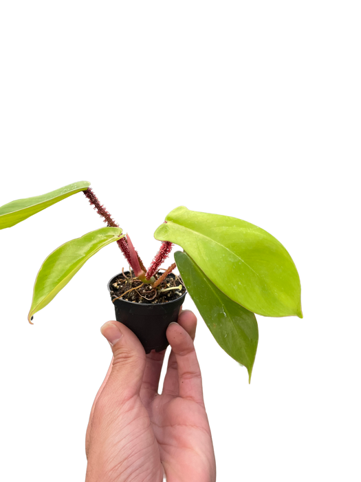 Philodendron 'Squamiferum'