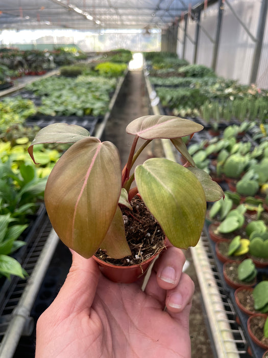 philodendron gloriosum summer glory Philodendron 'Summer Glory'