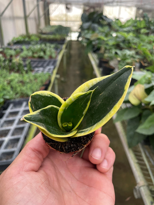 black gold snake plants Snake Plant Black Gold