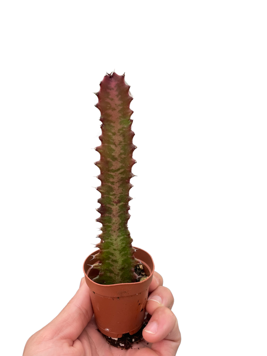 Succulent Euphorbia 'Trigona Rubra'