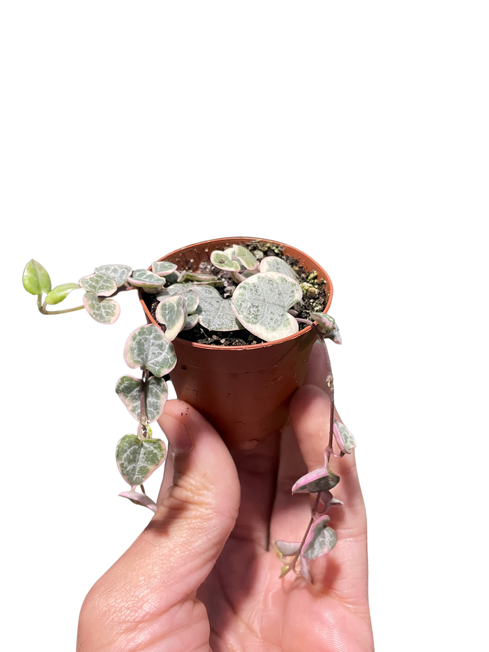 String of Hearts Variegated — House Plant Dropship