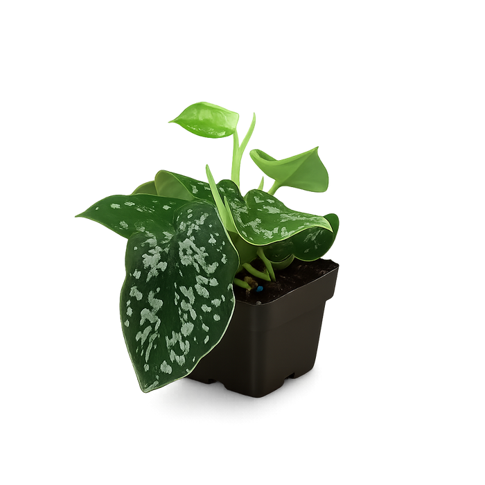 Pothos 'Satin'