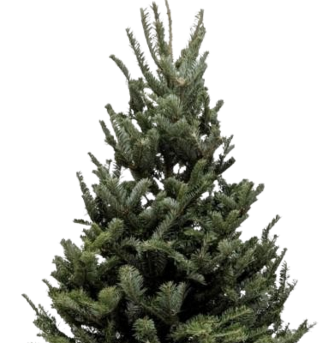 3'-4' Fraser Fir Christmas Tree with Stand