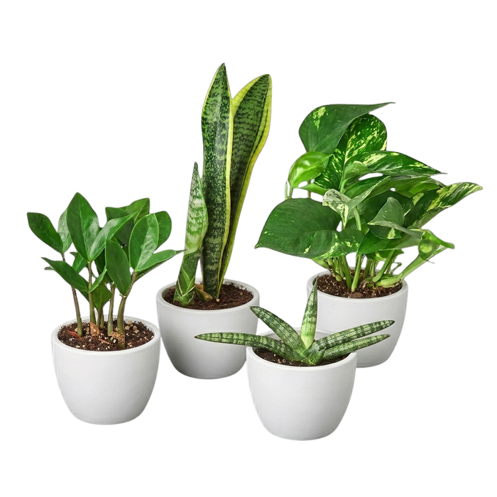 Easy Care Variety Bundle