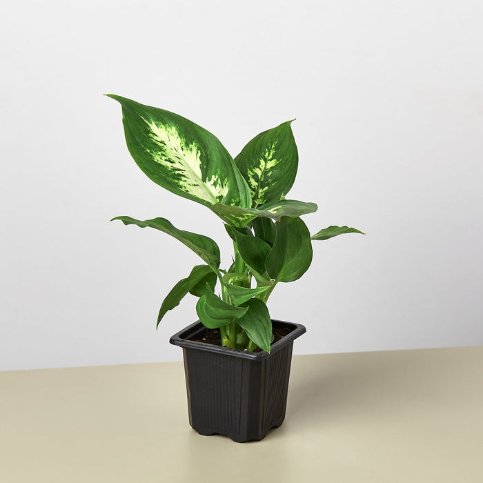 dieffenbachia camile Dieffenbachia Camille | Indoor Plant | Tropical Plant | Potted Plant