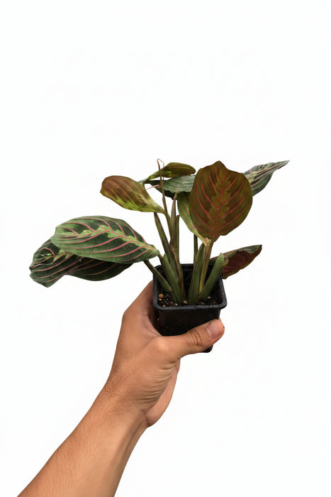Maranta Red Prayer
